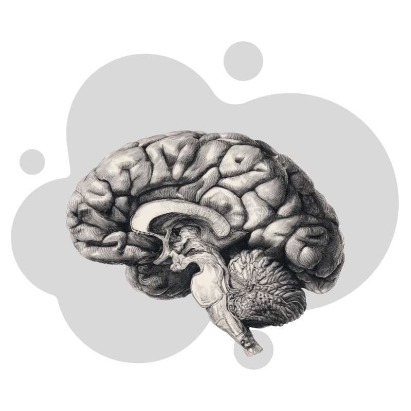 Brain illustration